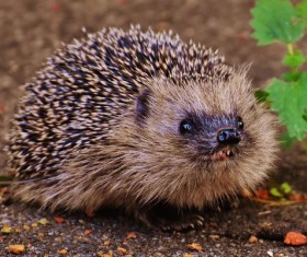 Hedgehog Stock Photo 08