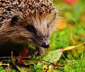 Hedgehog Stock Photo 09