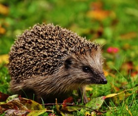 Hedgehog Stock Photo 10