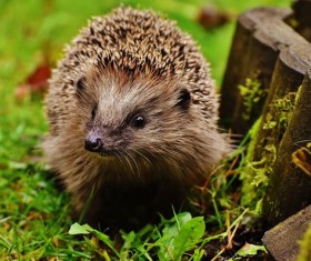 Hedgehog Stock Photo 11