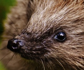Hedgehog Stock Photo 12