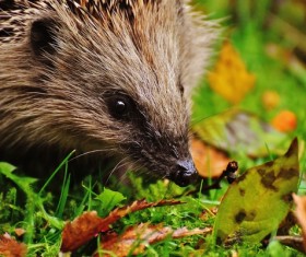 Hedgehog Stock Photo 13