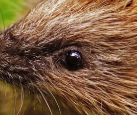 Hedgehog Stock Photo 14