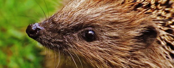Hedgehog Stock Photo 14