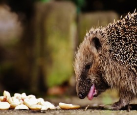 Hedgehog Stock Photo 15