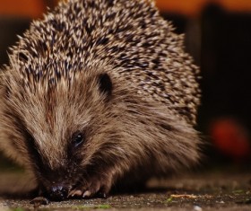 Hedgehog Stock Photo 16