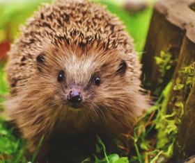 Hedgehog Stock Photo 17