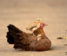 Hens and chickens HD picture