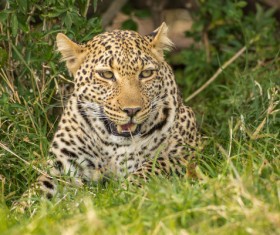 Hidden in the grass cheetah Stock Photo