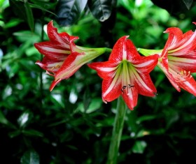 Hippeastrum Stock Photo