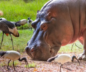 Hippo and wild birds Stock Photo