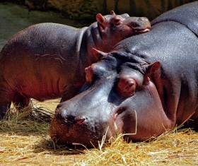 Hippos and cubs HD picture