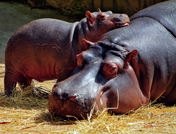 Hippos and cubs HD picture