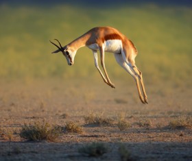 Jump antelope cubs HD picture