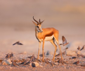 Jump antelope cubs and birds HD picture