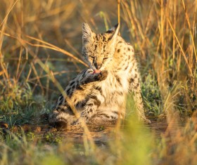 Leptailurus serval HD picture 01