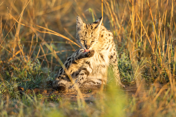 Leptailurus serval HD picture 01