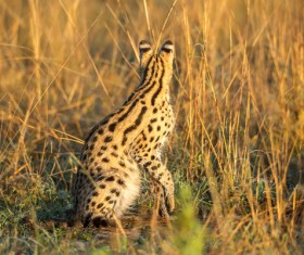 Leptailurus serval HD picture 02