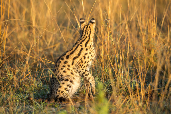 Leptailurus serval HD picture 02