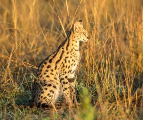 Leptailurus serval HD picture 03