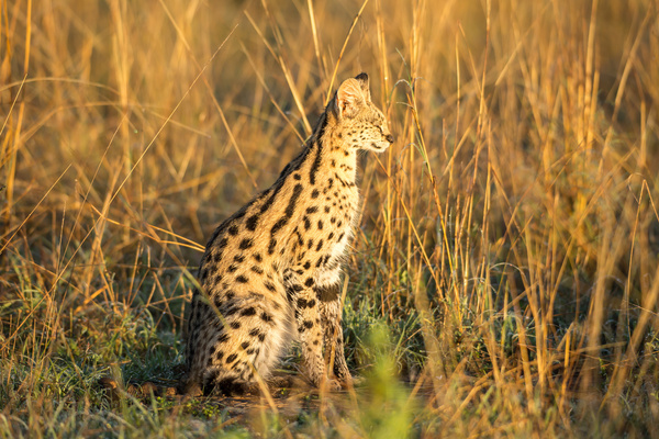 Leptailurus serval HD picture 03