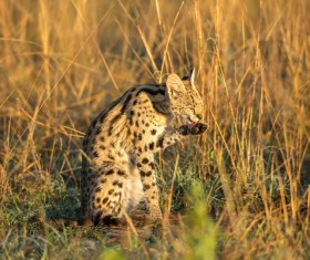 Leptailurus serval HD picture 04
