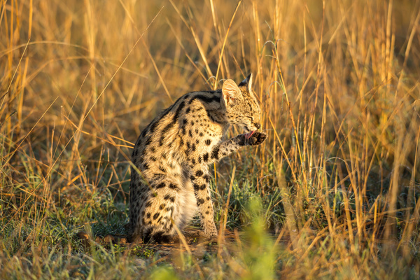 Leptailurus serval HD picture 04