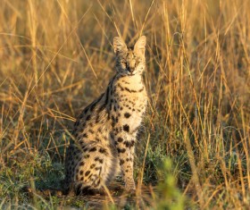 Leptailurus serval HD picture 05