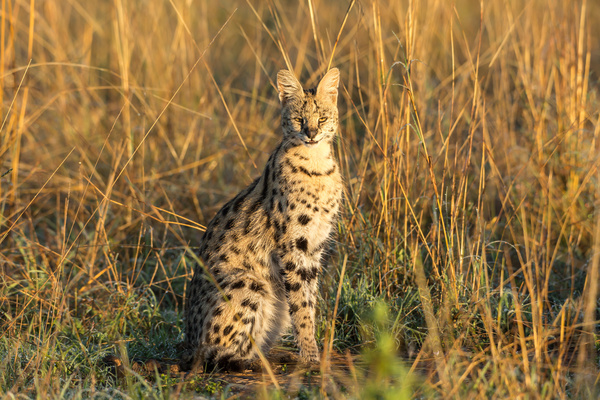 Leptailurus serval HD picture 05