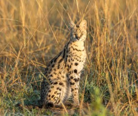 Leptailurus serval HD picture 06