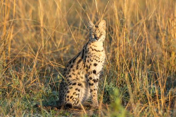 Leptailurus serval HD picture 06