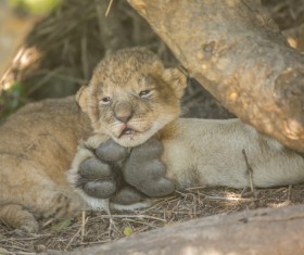 Lion cubs Stock Photo