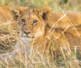 Little lion Stock Photo