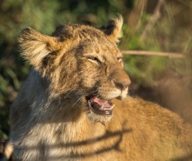 Little lion call Stock Photo