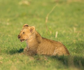 Little lion on the grass Stock Photo