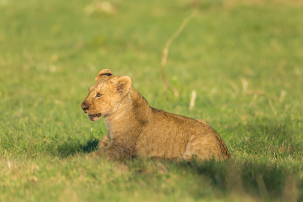 Little lion on the grass Stock Photo