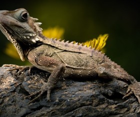 Lizard look around Stock Photo