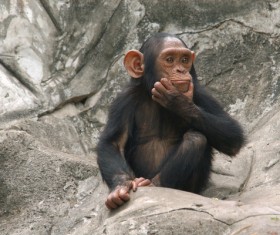 Look at distant monkeys HD picture
