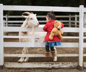 Look at the goats little girl HD picture