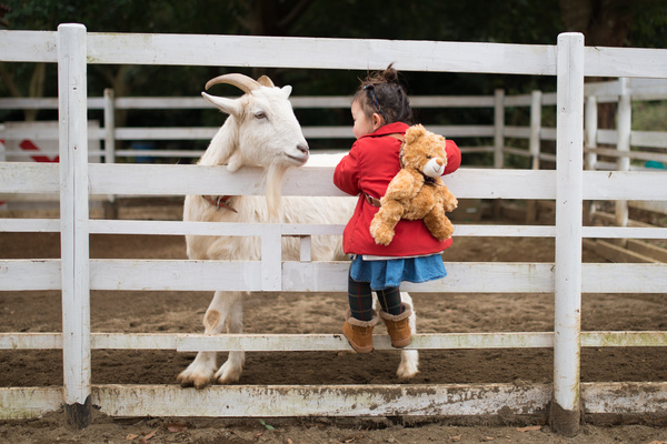 Look at the goats little girl HD picture