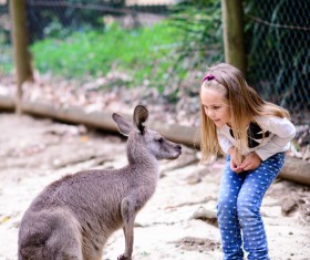 Look at the small kangaroo girl HD picture