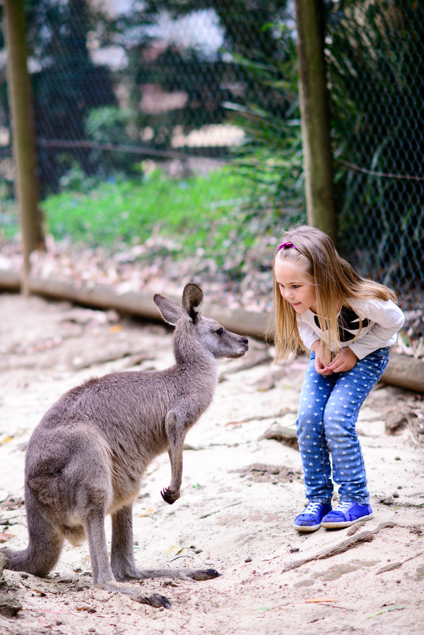 Look at the small kangaroo girl HD picture