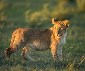 Look back at the little lion Stock Photo