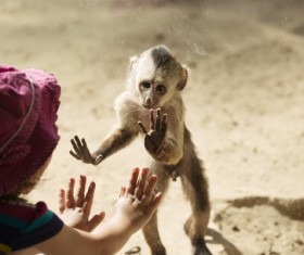 Look caged monkeys little girl HD picture