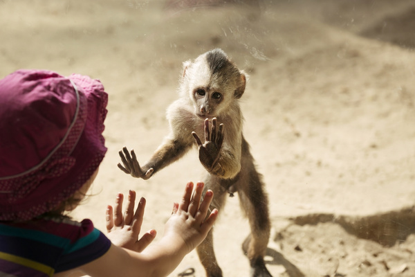 Look caged monkeys little girl HD picture