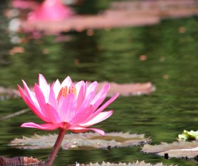 Lotus pond beautiful water lily flower Stock Photo