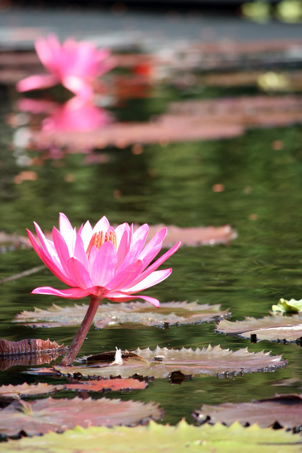 Lotus pond beautiful water lily flower Stock Photo