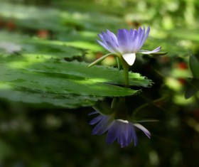 Lotus pond blue water lily flower Stock Photo