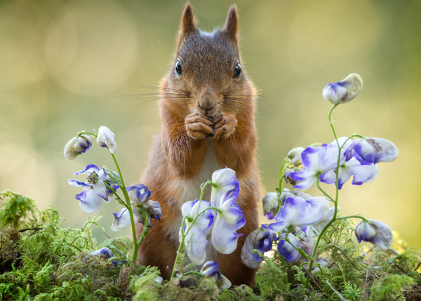 Lovely squirrels Stock Photo