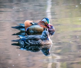 Mandarin ducks in the water Stock Photo